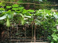 长满爬山虎的小院  作者:崔麦来