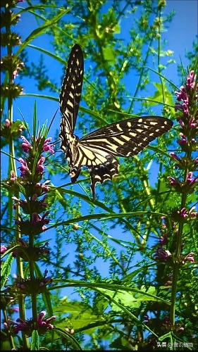 1909b726c805d0aca8f139754b8f3ae2.jpg