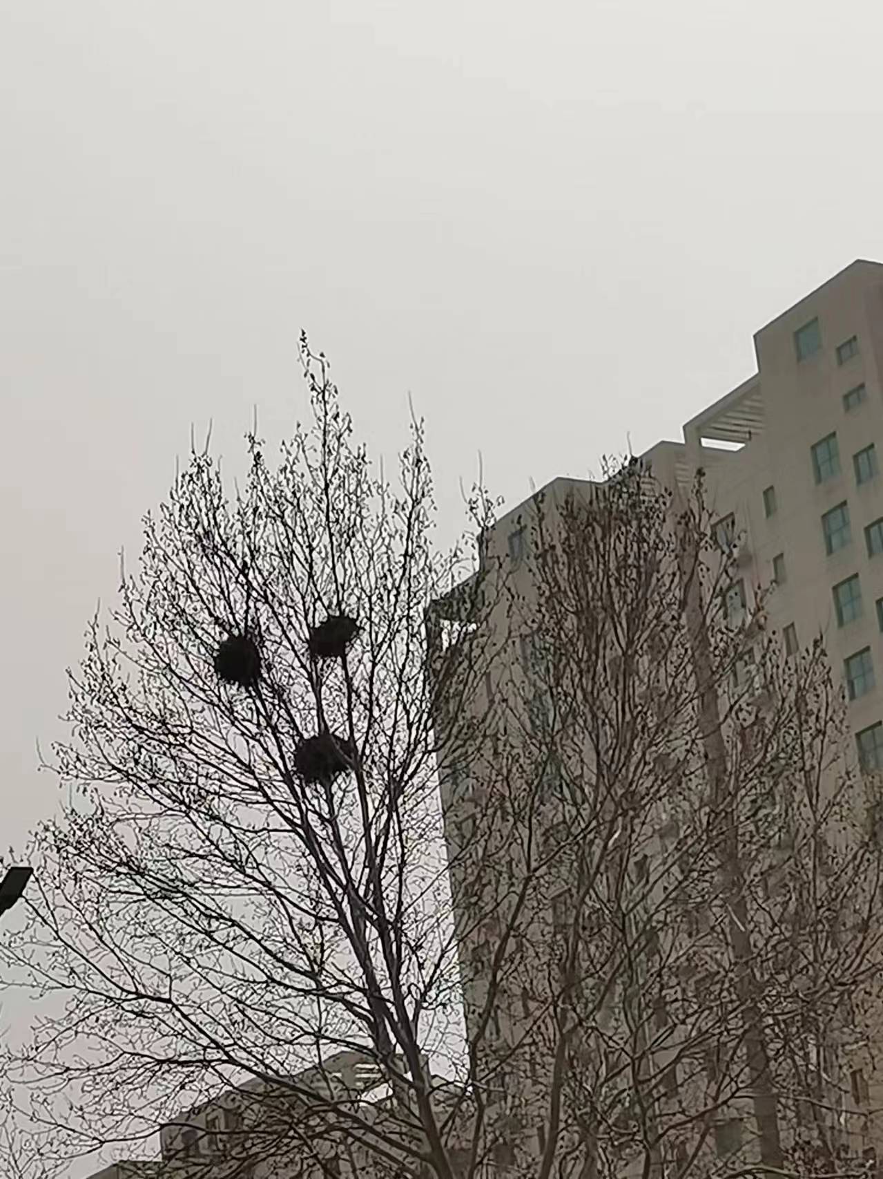 喜鹊筑巢一92630447f410594e160e02d.jpg