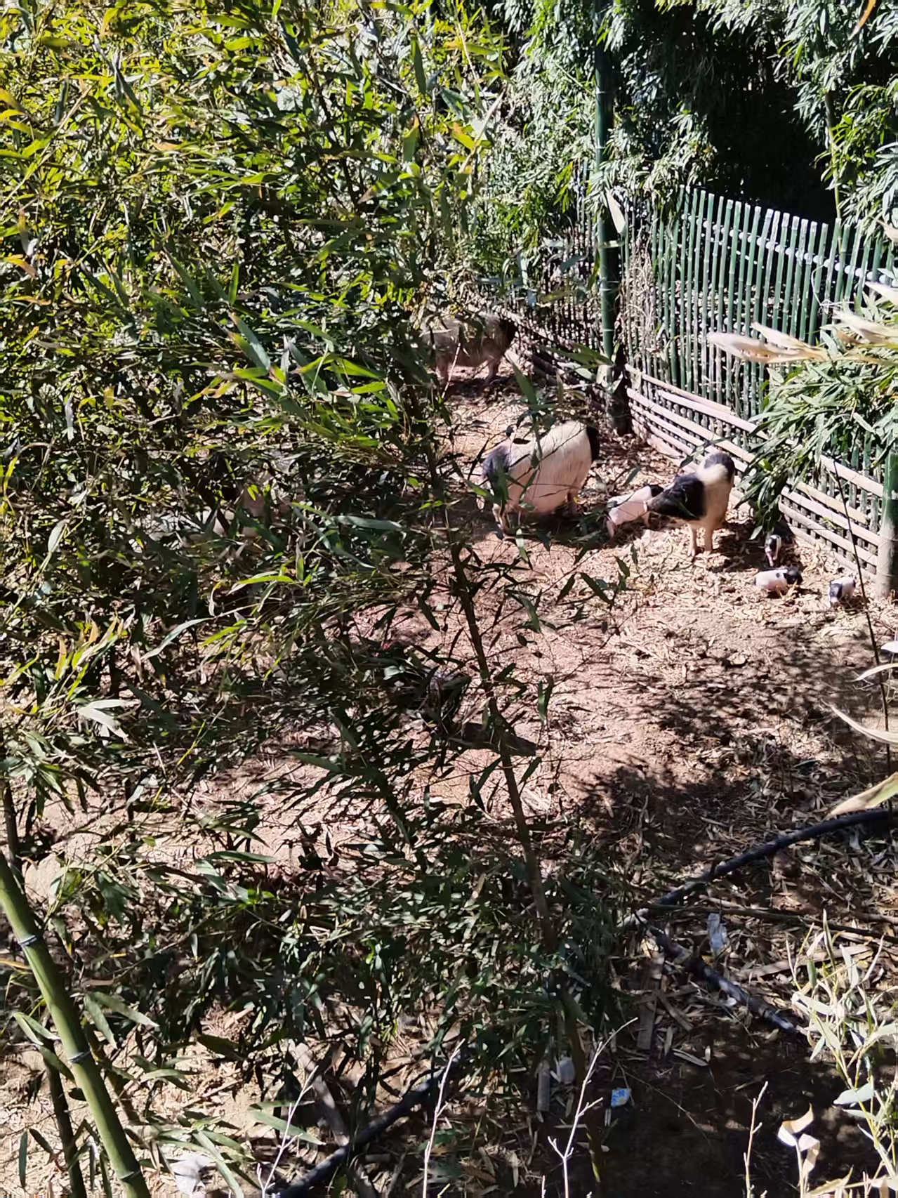 竹林猪迎_20250331140948.jpg